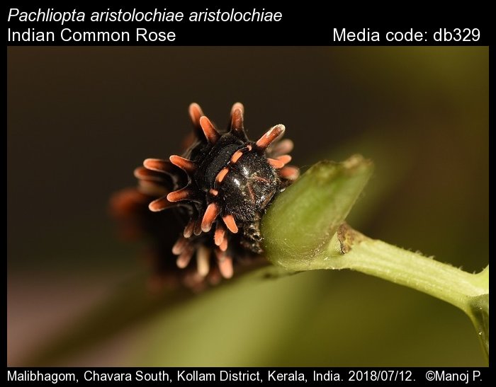 db329