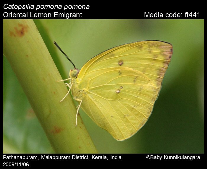 Catopsilia Pomona Butterfly catopsilia-pomona-butterfly