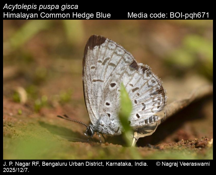 BOI-pqh671