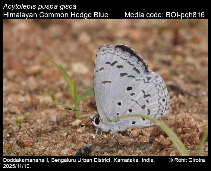 BOI-pqh816