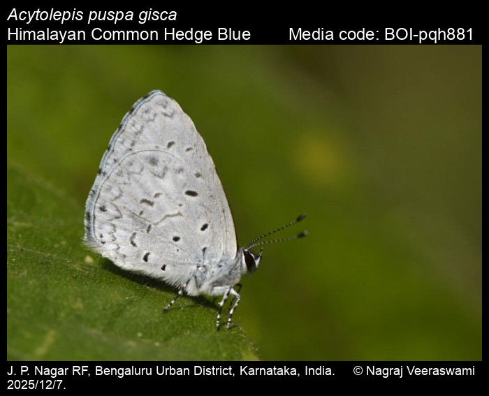 BOI-pqh881
