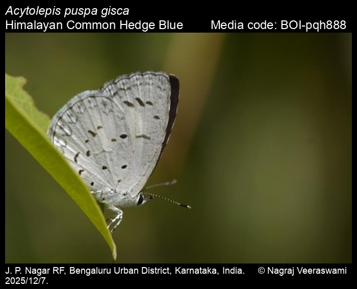 BOI-pqh888