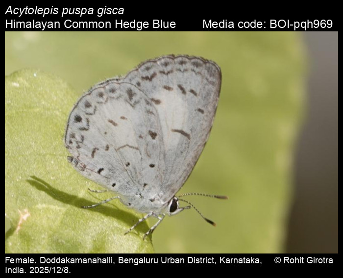 BOI-pqh969