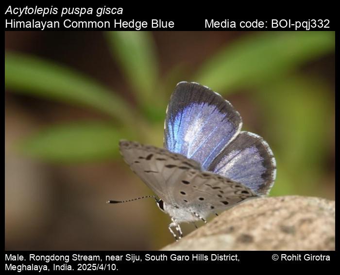BOI-pqj332
