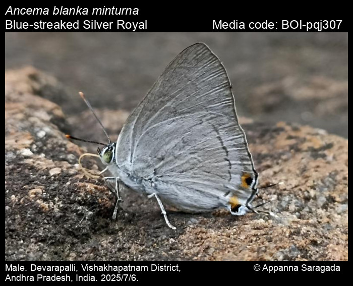 BOI-pqj307