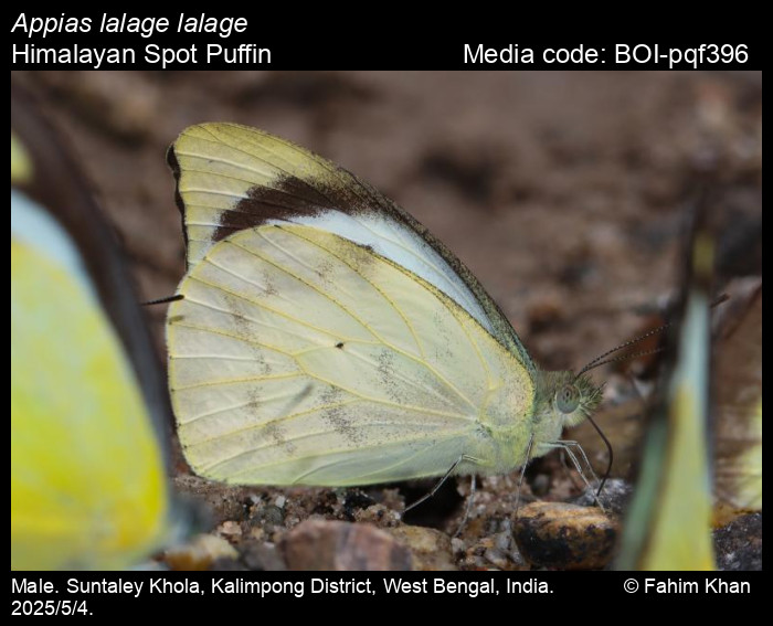 BOI-pqf396