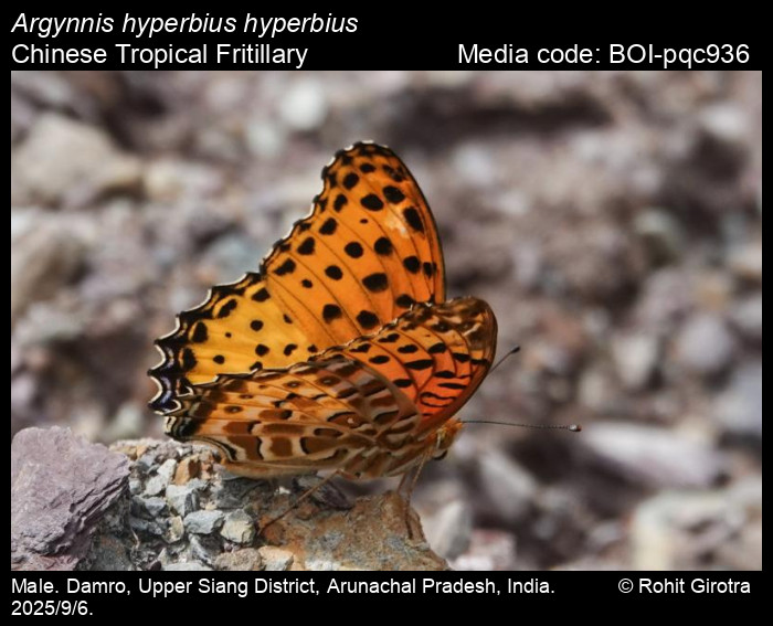 BOI-pqc936