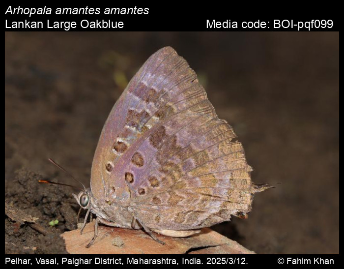BOI-pqf099