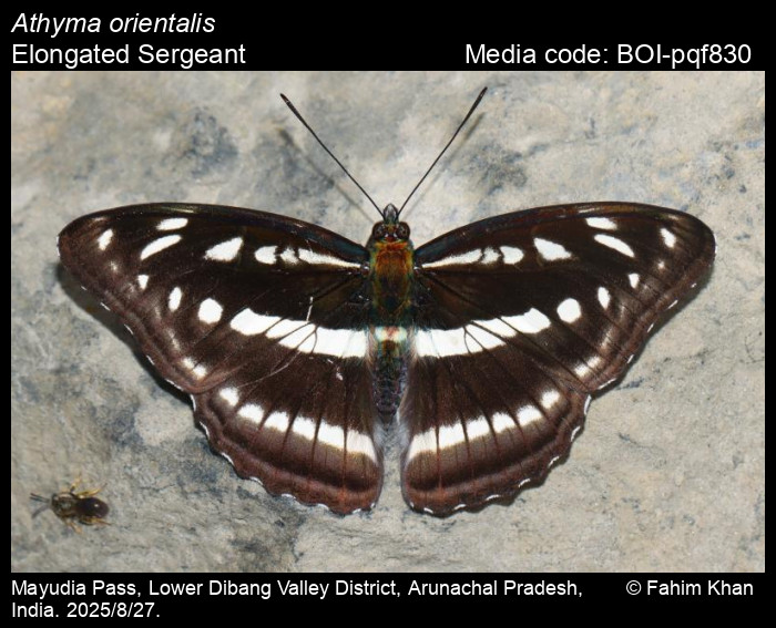 BOI-pqf830