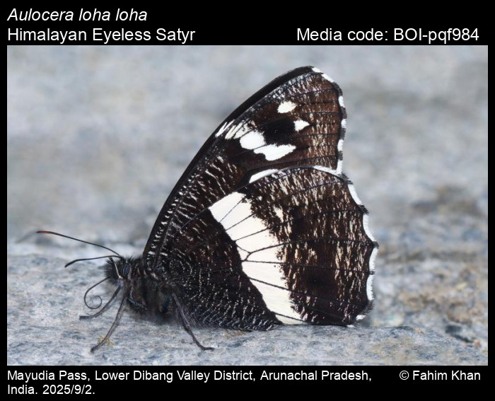 BOI-pqf984