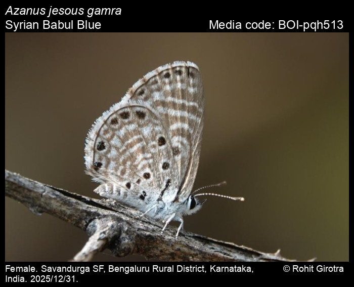 BOI-pqh513