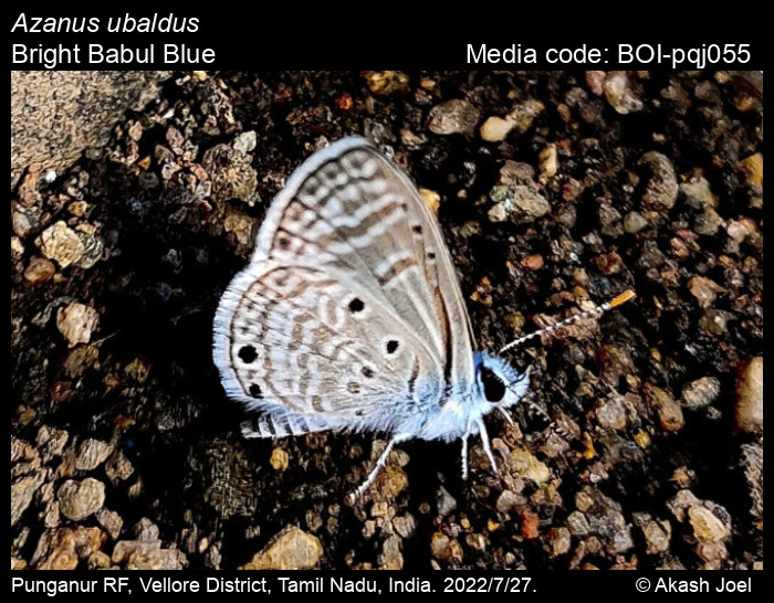 BOI-pqj055