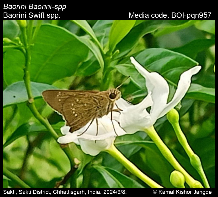 BOI-pqn957