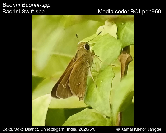 BOI-pqn959