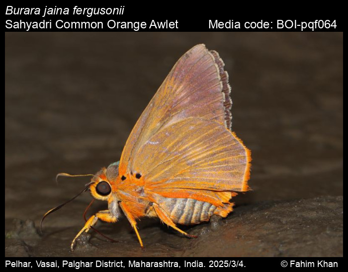 BOI-pqf064