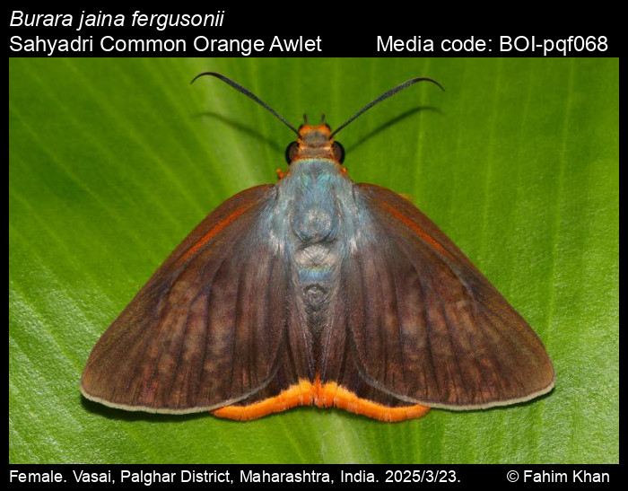 BOI-pqf068