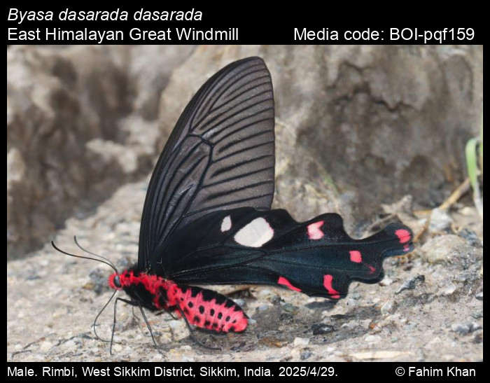 BOI-pqf159