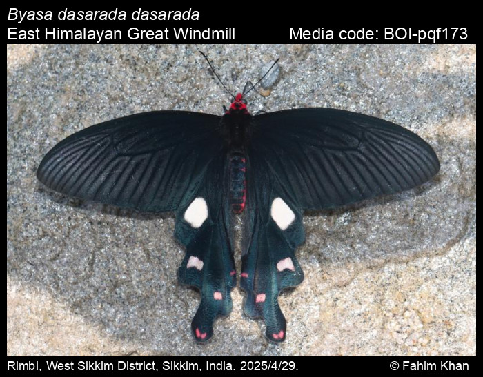 BOI-pqf173