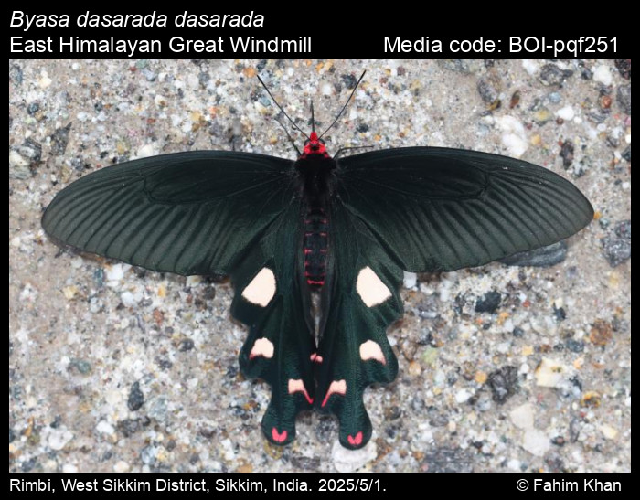 BOI-pqf251