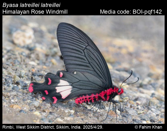 BOI-pqf142