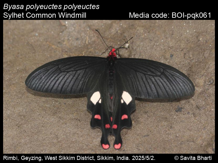 BOI-pqk061