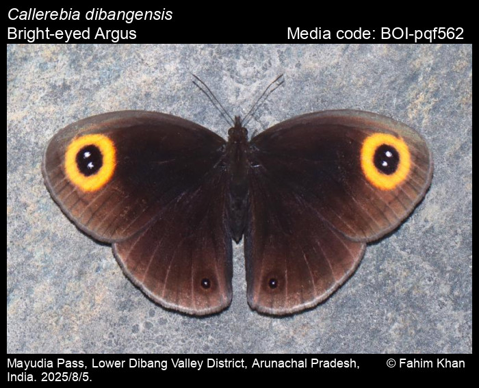 BOI-pqf562