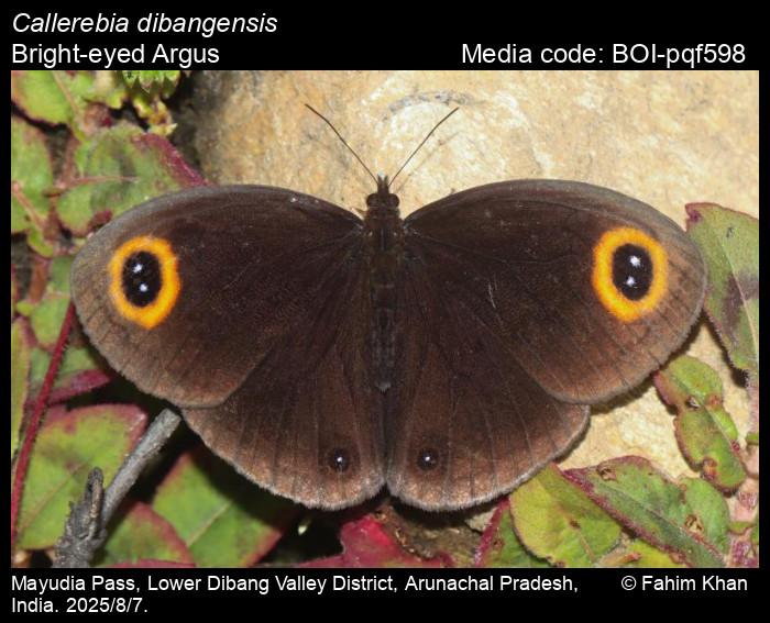 BOI-pqf598