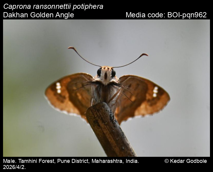 BOI-pqn962