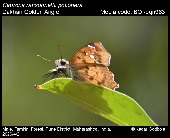 BOI-pqn963