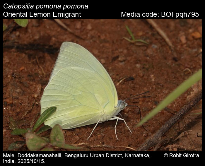 BOI-pqh795
