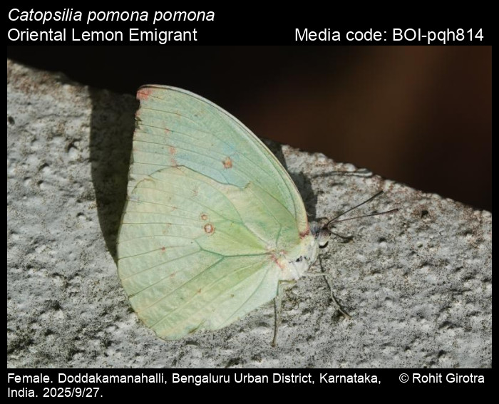 BOI-pqh814