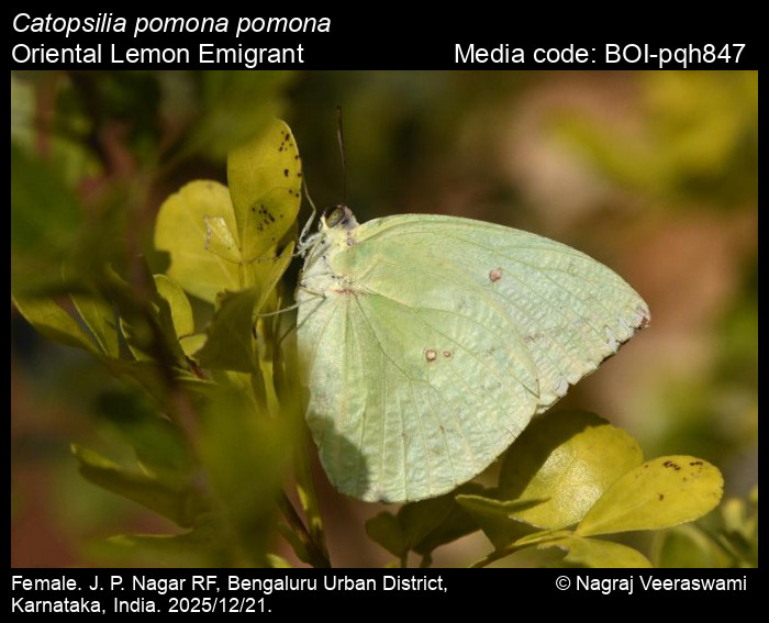 BOI-pqh847