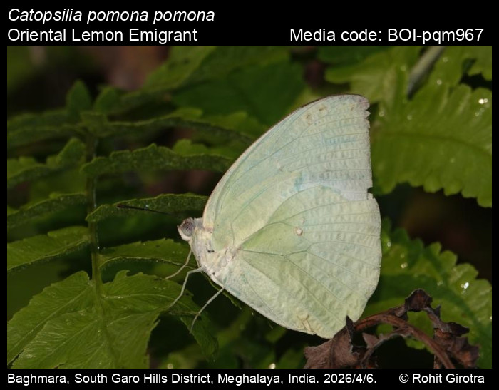 BOI-pqm967