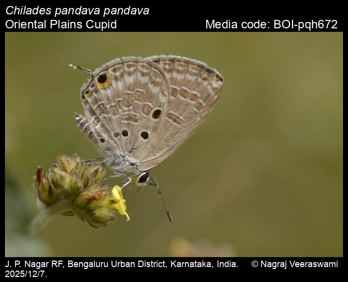BOI-pqh672
