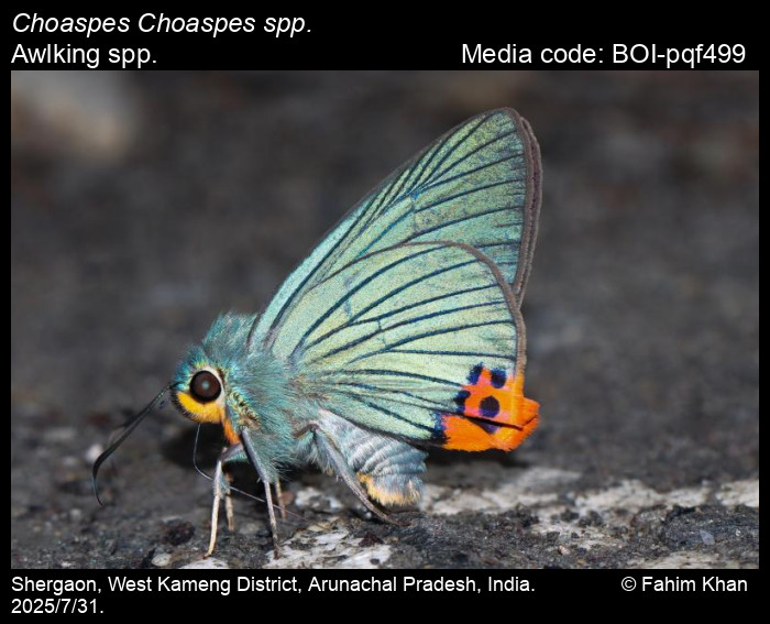 BOI-pqf499