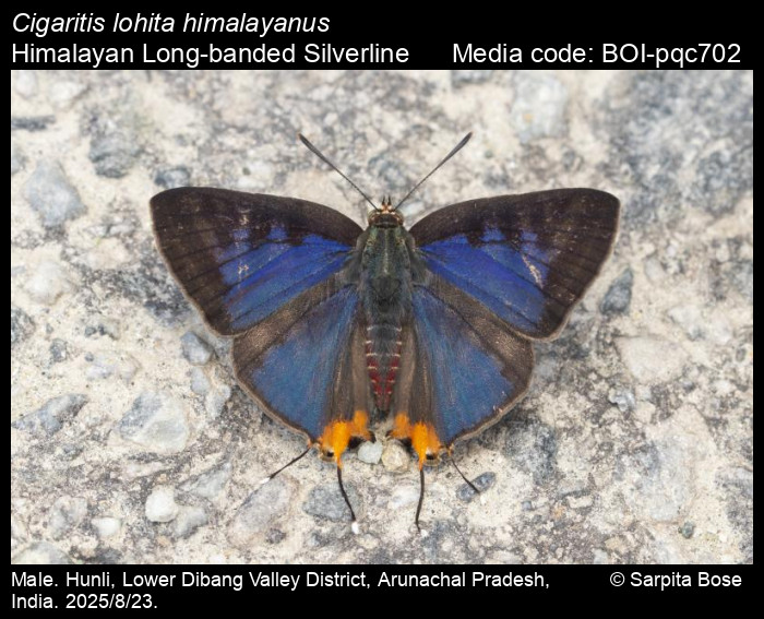 BOI-pqc702