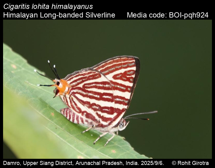 BOI-pqh924