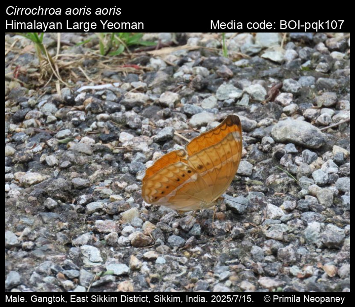 BOI-pqk107