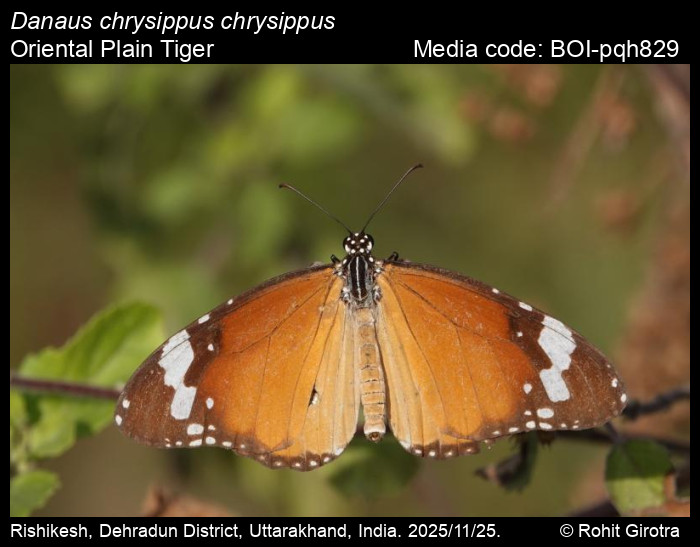 BOI-pqh829