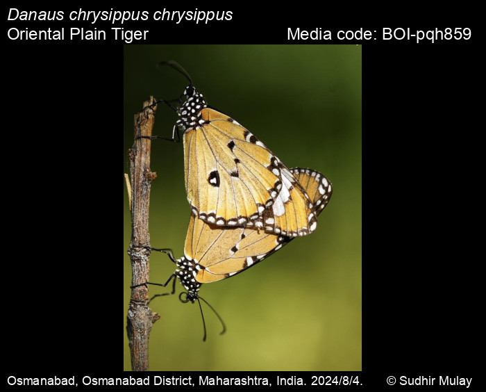 BOI-pqh859