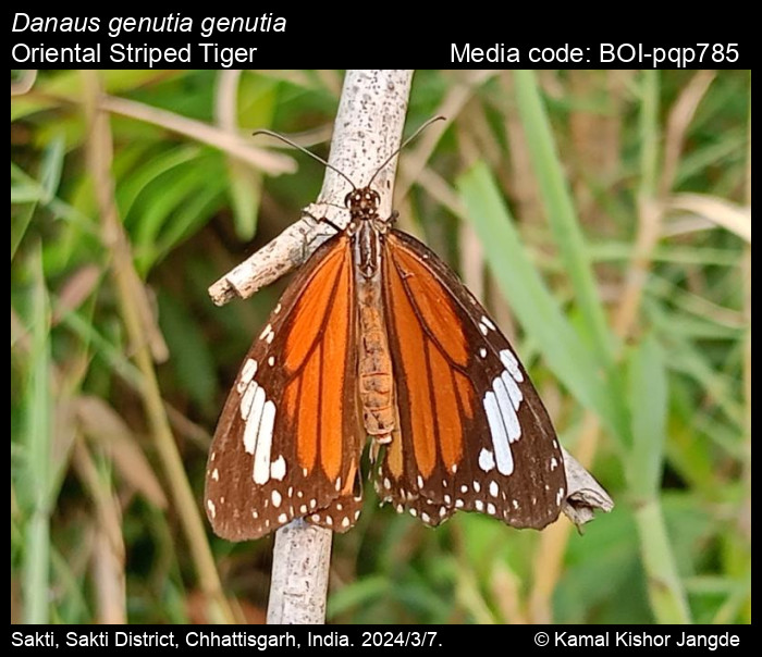 BOI-pqp785