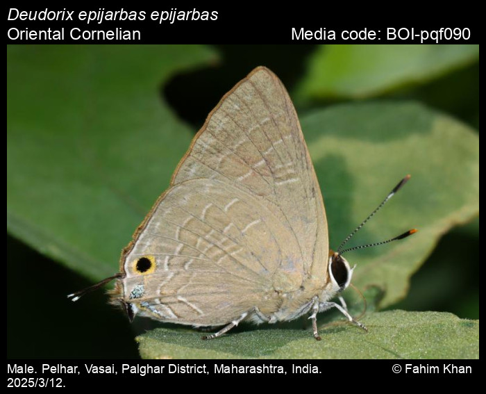 BOI-pqf090