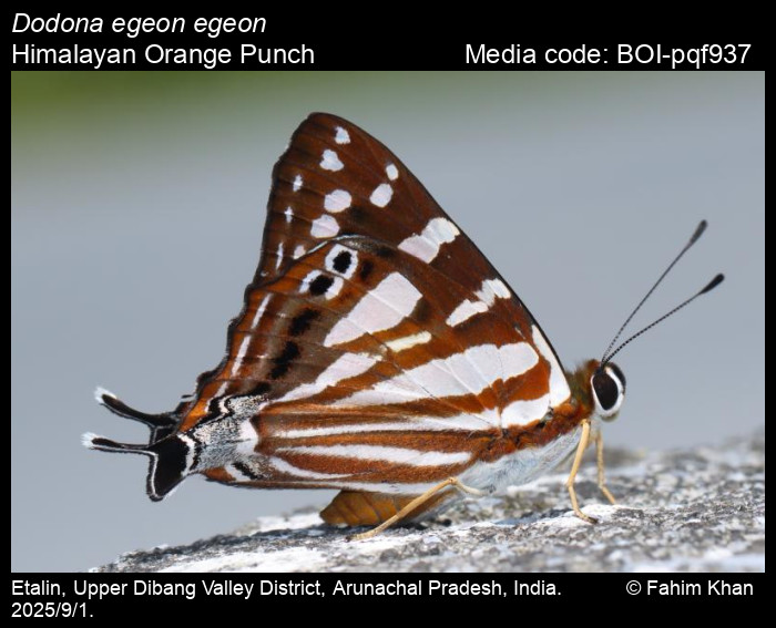 BOI-pqf937