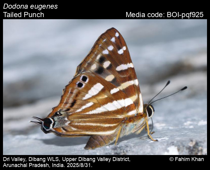 BOI-pqf925