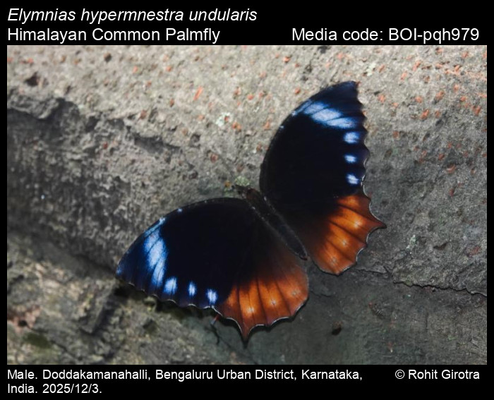 BOI-pqh979