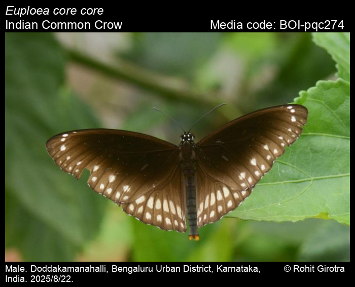 BOI-pqc274