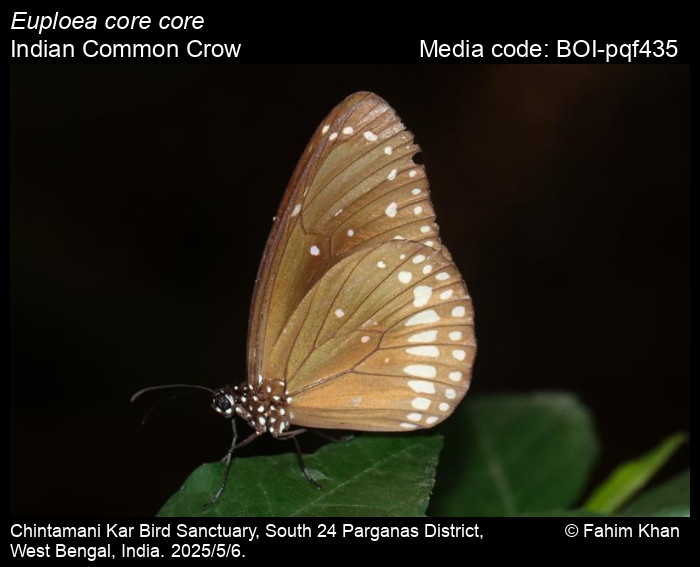 BOI-pqf435