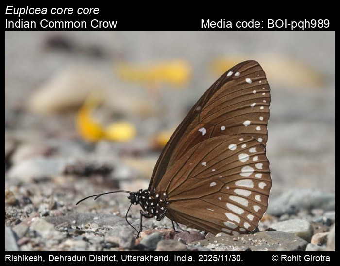 BOI-pqh989