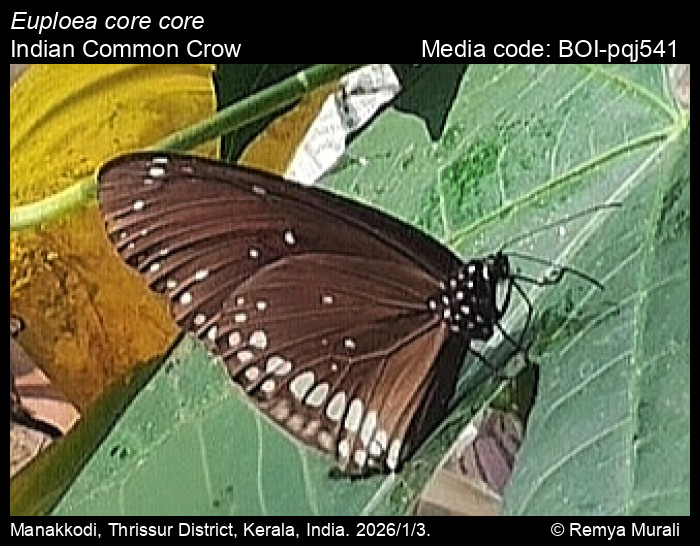 BOI-pqj541