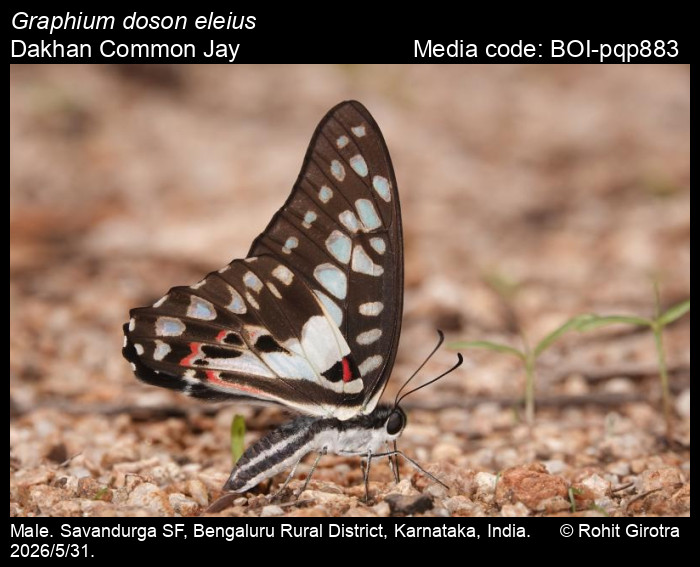 BOI-pqp883